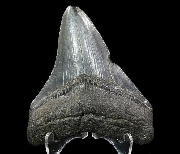 Serrated, Fossil Megalodon Tooth - Georgia #65793